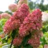 Fire Light® Hydrangea Shrub 2 Fire Light® Hydrangea Shrub -Nature Garden Store Hydrangea FIrelight FGT 600x600 fee6326c d7e3 40ef 9e05 bc9d50177a56