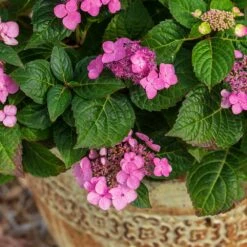 Endless Summer® Pop Star® Bigleaf Hydrangea 10 Endless Summer® Pop Star® Bigleaf Hydrangea -Nature Garden Store Hydrangea Pop Star 1