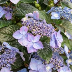 Endless Summer® Pop Star® Bigleaf Hydrangea 11 Endless Summer® Pop Star® Bigleaf Hydrangea -Nature Garden Store Hydrangea Pop Star 2