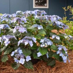 Endless Summer® Pop Star® Bigleaf Hydrangea 9 Endless Summer® Pop Star® Bigleaf Hydrangea -Nature Garden Store Hydrangea Pop Star 4 FGT