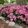 Endless Summer® Pop Star® Bigleaf Hydrangea -Nature Garden Store Hydrangea Pop Star FGT 600x600 0c83e550 fcaf 4086 b2ff 076f1346bce2