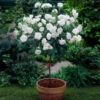 Iceberg Rose Tree 2 Iceberg Rose Tree -Nature Garden Store Iceberg Roses 600x600 e75374dc 3f81 4fe6 acda e6186e7eadfc