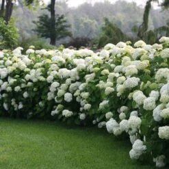 Incrediball® Hydrangea Shrub 8 Incrediball® Hydrangea Shrub -Nature Garden Store Incrediball Hydrangea 1 FGT