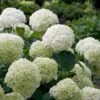 Incrediball® Hydrangea Shrub -Nature Garden Store Incrediball Hydrangea FGT 600x600 db11fa34 d7f4 42e8 b522 b771f9dfae02