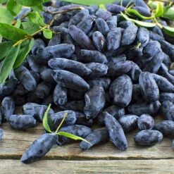 Indigo Gem Haskap (Honeyberry) -Nature Garden Store Indigo GEm Haskap 2