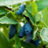Indigo Gem Haskap (Honeyberry) -Nature Garden Store Indigo GEm Haskap 600x600 b2f232b9 e3e1 493f 8d14 d84faacd7d64