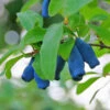 Indigo Treat Haskap (Honeyberry) -Nature Garden Store Indigo Treat Hascap 600x600 8b414e9e c4dd 4dc4 89bf ac7e5d3e4c50