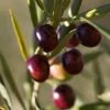 Italian Olive Tree 1 Italian Olive Tree -Nature Garden Store Italian Olive Tree 350W