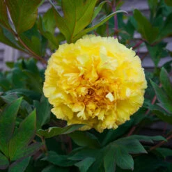 Bartzella Peony -Nature Garden Store Itoh Peony Bartzella 4 FGT