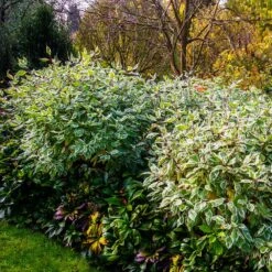 Ivory Halo Dogwood Shrub -Nature Garden Store Ivory Halo Dogwood 2