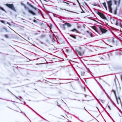 Ivory Halo Dogwood Shrub -Nature Garden Store Ivory Halo Dogwood 4