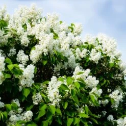 Ivory Silk Japanese Lilac Tree -Nature Garden Store Ivory Silk Lilac 1