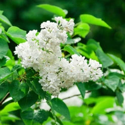 Ivory Silk Japanese Lilac Tree -Nature Garden Store Ivory Silk Lilac 2