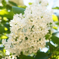 Ivory Silk Japanese Lilac Tree -Nature Garden Store Ivory Silk Lilac 4