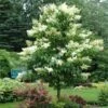 Ivory Silk Japanese Lilac Tree -Nature Garden Store Ivory Silk Lilac 600x600 d6c141fb 9a23 47bf 8d02 1dc916db7bc9