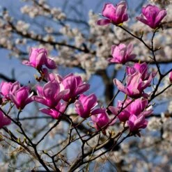 Jane Magnolia 9 Jane Magnolia -Nature Garden Store Jane Magnolia 4 FGT