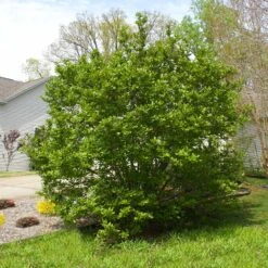 Jane Magnolia 11 Jane Magnolia -Nature Garden Store Janr Magnolia 5 FGT