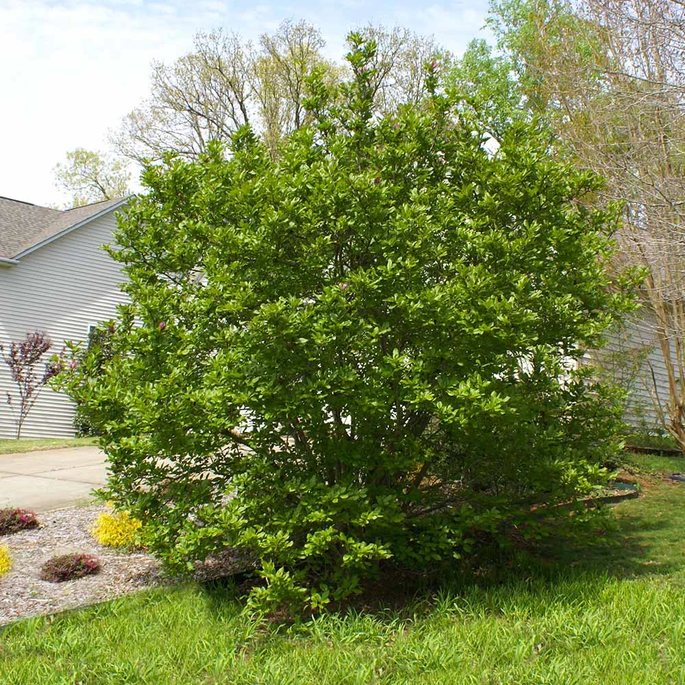 Jane Magnolia 7 Jane Magnolia - Image 5