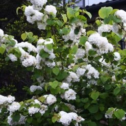 Japanese Snowball Bush -Nature Garden Store Japanese VIburnum 5 FGT
