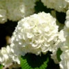 Japanese Snowball Bush 1 Japanese Snowball Bush -Nature Garden Store Japanese VIburnum FGT 600x600 57eb5798 f201 407e b4b4 50700890e124
