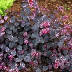 Jazz Hands® Variegated Loropetalum -Nature Garden Store Jazz Hands loropetalum 4 FGT