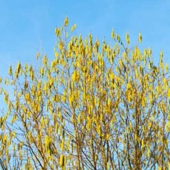 Jefferson Filbert Hazelnut Tree -Nature Garden Store Jefferson Filbert Hazelnut 4