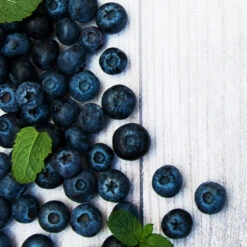 Jewel Blueberry Bush -Nature Garden Store Jewel Blueberry 2