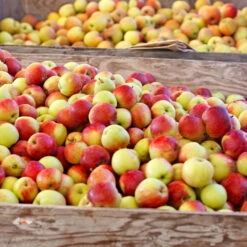 Jonagold Apple Tree 8 Jonagold Apple Tree -Nature Garden Store Jonagold Apple 6