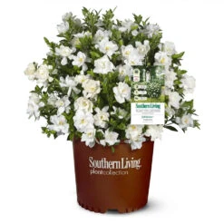 Jubilation™ Gardenia Shrub 9 Jubilation™ Gardenia Shrub -Nature Garden Store Jubilation Gardenia 1