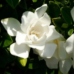 Jubilation™ Gardenia Shrub 10 Jubilation™ Gardenia Shrub -Nature Garden Store Jubilation Gardenia 3