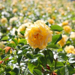 Julia Child Rose -Nature Garden Store Julia Child Rose 4