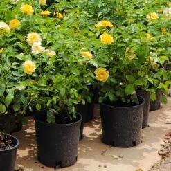 Julia Child Rose -Nature Garden Store Julia Child Rose 7