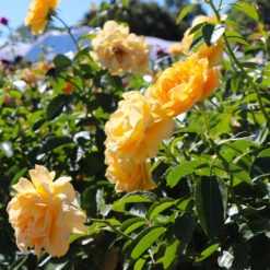 Julia Child Rose Tree 10 Julia Child Rose Tree -Nature Garden Store Julia Child Rose Tree 8