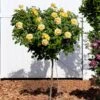 Julia Child Rose Tree -Nature Garden Store Julia Child Rose Tree FGT 600x600 25fabf2f c835 40dd 96da f3d79fb0cde7