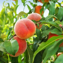 June Gold Peach Tree 9 June Gold Peach Tree -Nature Garden Store June Gold peaches 1