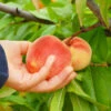 June Gold Peach Tree -Nature Garden Store June Gold peaches 600x600 081581b8 78f0 441e 86eb fc7b9926022e