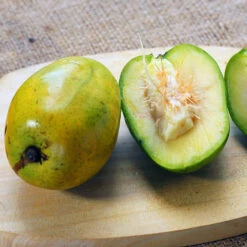 June Plum Tree 8 June Plum Tree -Nature Garden Store June Plum 5