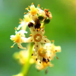 June Plum Tree 9 June Plum Tree -Nature Garden Store June Plum 6