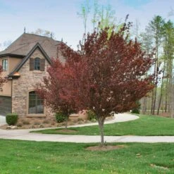 KV' Flowering Plum Tree -Nature Garden Store KV Flowering Plum 4