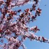 KV' Flowering Plum Tree -Nature Garden Store KV Flowering Plum 600x600 89632e46 42a7 49d4 8efd 044942922e58