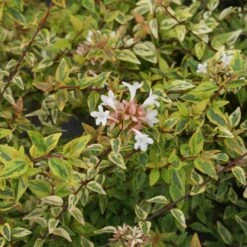 Kaleidoscope Abelia Shrub -Nature Garden Store Kaleidoscope Abelia 2 FGT