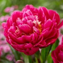 Karl Rosenfield Peony 9 Karl Rosenfield Peony -Nature Garden Store Karl Rosenfield Peony 1