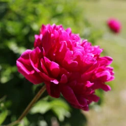 Karl Rosenfield Peony 8 Karl Rosenfield Peony -Nature Garden Store Karl Rosenfield Peony 5 FGT