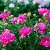Karl Rosenfield Peony -Nature Garden Store Karl Rosenfield Peony FGT 600x600 6de35bd7 5248 4cb1 a13a 6011ec18b611