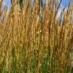 Karl Foerster Grass 8 Karl Foerster Grass -Nature Garden Store Karl Foerster Grass 2