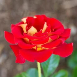 Ketchup And Mustard Rose Shrub -Nature Garden Store Ketchup and Mustard Rose 1 FGT