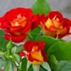 Ketchup And Mustard Rose Shrub -Nature Garden Store Ketchup and Mustard Rose FGT 600x600 8c87e0c9 4762 425c 8da5 29b418811463