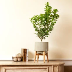 Meyer Lemon + Key Lime Bush Pack -Nature Garden Store Key Lime Bush 4 e63a67f8 53df 467e af90 ae9e06436ddf