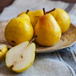 Kieffer Pear Tree -Nature Garden Store Kieffer pear 1 FGT