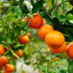 Kishu Mandarin Tree (Seedless) -Nature Garden Store Kishu Mandarin Tree 4